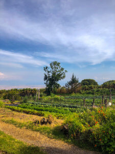 Coffee Shop Dreamin'...And a Visit to O'o Farm