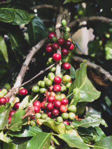 Coffee Shop Dreamin'...And a Visit to O'o Farm