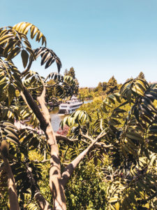 Why you will fall in love with Disneyland, all of the best things around the park (especially the food), and the reason why this park is so important to Disney history! #Disneyland #Disney #CaliforniaAdventure #disneyparks Disneyland Tips | Disneyland Photography | California Adventure | Disneyland Pictures | Disneyland Planning | Disneyland Food | DLR | Disneyland for Adults | Lamplight Lounge | Disney Parks | Disneyland Resort | Disney Food | Disney Resorts | Disneyland California | DCA