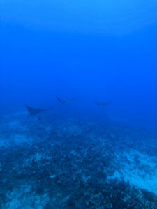 What it was like to explore Lahaina, Maui including shopping, things to do, best places to eat, and even a little trip on a submarine... #lahaina #maui #hawaii #hawaiitrip Lahaina Maui | Hawaii Travel | Maui Hawaii | Hawaii Vacation | Hawaii Honeymoon | Things to do in Hawaii | Things to do in Maui | Things to do in Lahaina | Maui Vacation | Lahaina Maui restaurants | Lahaina Maui Activities | Lahaina Maui Shopping | Honeymoon Destination | Places to Honeymoon | Best Place to Honeymoon