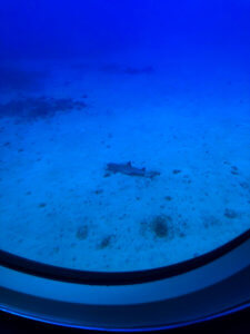 What it was like to explore Lahaina, Maui including shopping, things to do, best places to eat, and even a little trip on a submarine... #lahaina #maui #hawaii #hawaiitrip Lahaina Maui | Hawaii Travel | Maui Hawaii | Hawaii Vacation | Hawaii Honeymoon | Things to do in Hawaii | Things to do in Maui | Things to do in Lahaina | Maui Vacation | Lahaina Maui restaurants | Lahaina Maui Activities | Lahaina Maui Shopping | Honeymoon Destination | Places to Honeymoon | Best Place to Honeymoon