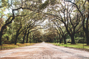 Live oak trees with spanish moss, cobblestone streets, carriage rides, and ghost tours are just a few of the things this charming coastal town has to offer | Savannah | Savannah Georgia | Things to Do in Savannah Georgia | What to do in Savannah Georgia | Top 10 Things to Do in Savannah Georgia | Savannah GA #savannah #savannahgeorgia #thingstodo #riverstreet #georgia #savannahga #tybeeisland #tybee #coastalgeorgia #georgiacoast #vacation #travel #trip #springbreak #summer #traveltips #beach