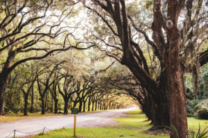 Live oak trees with spanish moss, cobblestone streets, carriage rides, and ghost tours are just a few of the things this charming coastal town has to offer | Savannah | Savannah Georgia | Things to Do in Savannah Georgia | What to do in Savannah Georgia | Top 10 Things to Do in Savannah Georgia | Savannah GA #savannah #savannahgeorgia #thingstodo #riverstreet #georgia #savannahga #tybeeisland #tybee #coastalgeorgia #georgiacoast #vacation #travel #trip #springbreak #summer #traveltips #beach