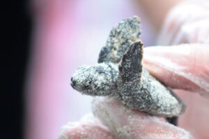 This coastal town just miles south of the Georgia-Florida border line has so much to do including watching sea turtle hatchlings go out to sea, car shows, festivals, and over 90 restaurants! Things to Do in Amelia Island Florida | Where to Stay in Amelia Island | Guide to Amelia Island | Amelia Island Vacation | Fernandina Beach Florida | Where to eat in Amelia Island | Where to visit in florida | Florida vacation | Beach Vacation #florida #ameliaisland #vacation #floridavacation #beachvacay