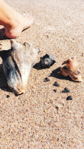 This coastal town just miles south of the Georgia-Florida border line has so much to do including watching sea turtle hatchlings go out to sea, car shows, festivals, and over 90 restaurants! Things to Do in Amelia Island Florida | Where to Stay in Amelia Island | Guide to Amelia Island | Amelia Island Vacation | Fernandina Beach Florida | Where to eat in Amelia Island | Where to visit in florida | Florida vacation | Beach Vacation #florida #ameliaisland #vacation #floridavacation #beachvacay