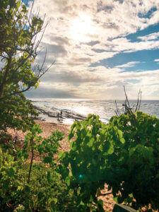 The beautiful coastal town of Paia sits along the North Shore of Maui, mixing hip surf culture and exotic jungle living with the Road to Hana beginning in this little town. In Paia, you will find the best beach in Maui with sea turtles and windsurfing, shops, boutiques, and unique restaurants. #maui #paia #hawaii #seaturtle Paia | Maui | Hawaii | Things to do in Paia | Things to do in Maui | Where to go in Maui | Sea turtles in maui | Things to do in hawaii | where to go in hawaii | Road to Hana