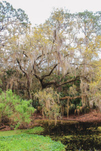 This coastal town just miles south of the Georgia-Florida border line has so much to do including watching sea turtle hatchlings go out to sea, car shows, festivals, and over 90 restaurants! Things to Do in Amelia Island Florida | Where to Stay in Amelia Island | Guide to Amelia Island | Amelia Island Vacation | Fernandina Beach Florida | Where to eat in Amelia Island | Where to visit in florida | Florida vacation | Beach Vacation #florida #ameliaisland #vacation #floridavacation #beachvacay