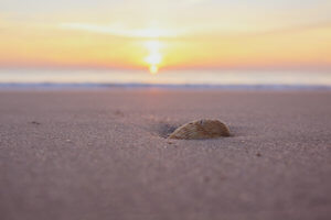 This coastal town just miles south of the Georgia-Florida border line has so much to do including watching sea turtle hatchlings go out to sea, car shows, festivals, and over 90 restaurants! Things to Do in Amelia Island Florida | Where to Stay in Amelia Island | Guide to Amelia Island | Amelia Island Vacation | Fernandina Beach Florida | Where to eat in Amelia Island | Where to visit in florida | Florida vacation | Beach Vacation #florida #ameliaisland #vacation #floridavacation #beachvacay