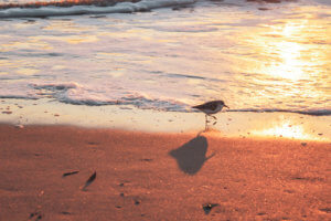 This coastal town just miles south of the Georgia-Florida border line has so much to do including watching sea turtle hatchlings go out to sea, car shows, festivals, and over 90 restaurants! Things to Do in Amelia Island Florida | Where to Stay in Amelia Island | Guide to Amelia Island | Amelia Island Vacation | Fernandina Beach Florida | Where to eat in Amelia Island | Where to visit in florida | Florida vacation | Beach Vacation #florida #ameliaisland #vacation #floridavacation #beachvacay