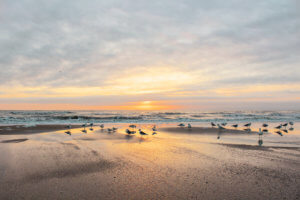 This coastal town just miles south of the Georgia-Florida border line has so much to do including watching sea turtle hatchlings go out to sea, car shows, festivals, and over 90 restaurants! Things to Do in Amelia Island Florida | Where to Stay in Amelia Island | Guide to Amelia Island | Amelia Island Vacation | Fernandina Beach Florida | Where to eat in Amelia Island | Where to visit in florida | Florida vacation | Beach Vacation #florida #ameliaisland #vacation #floridavacation #beachvacay