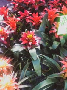 Located just 20 minutes north of the happiest place on earth, Winter Park is a charming town filled with world-class art museums, an upscale shopping district, fine-dining, sidewalk cafes, and luxury accomodations. This is your ultimate guide to Winter Park Florida! #vacation #travel #trip #springbreak #summer #traveltips #thingstodo #winterpark #florida #centralflorida #orlando #visitflorida #floridavacation #floridatrip Things to Do in Winter Park Florida | Things to do in Orlando Florida