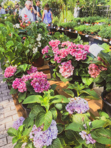 Located just 20 minutes north of the happiest place on earth, Winter Park is a charming town filled with world-class art museums, an upscale shopping district, fine-dining, sidewalk cafes, and luxury accomodations. This is your ultimate guide to Winter Park Florida! #vacation #travel #trip #springbreak #summer #traveltips #thingstodo #winterpark #florida #centralflorida #orlando #visitflorida #floridavacation #floridatrip Things to Do in Winter Park Florida | Things to do in Orlando Florida