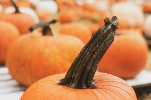 the first day of September | Do as Dreamers Do