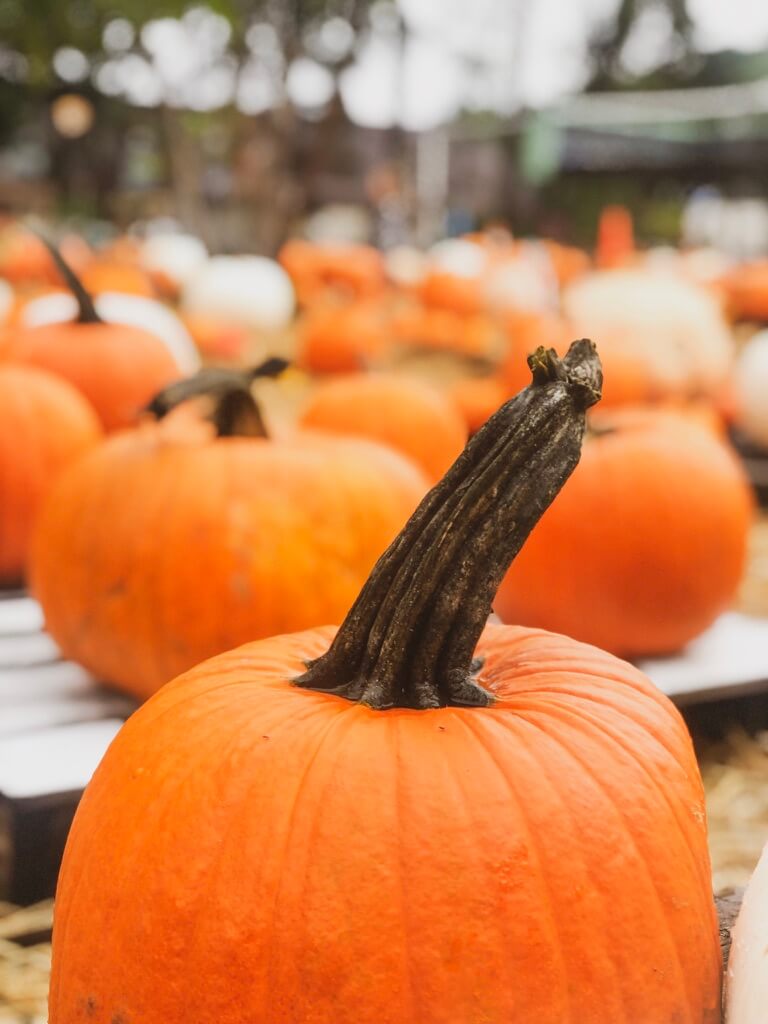 the first day of September | Do as Dreamers Do