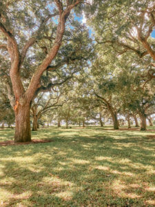 The Ultimate Guide to Charleston, South Carolina - Do as Dreamers Do | The historic, charming town of Charleston is known for its unique architecture, incredible food, rich history, and beauty. #charleston #charlestonsc #charlestonrestaurants #travel guides Charleston South Carolina | Charleston SC | Charleston Travel Guide | Guide to Charleston | Charleston Restaurants | Things to do in Charleston | Where to Stay in Charleston | a weekend in Charleston | south carolina travel | southeast travel 