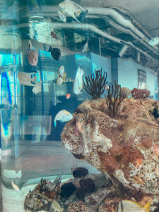 The Ultimate Guide to Charleston, South Carolina - Do as Dreamers Do | The historic, charming town of Charleston is known for its unique architecture, incredible food, rich history, and beauty. #charleston #charlestonsc #charlestonrestaurants #travel guides Charleston South Carolina | Charleston SC | Charleston Travel Guide | Guide to Charleston | Charleston Restaurants | Things to do in Charleston | Where to Stay in Charleston | a weekend in Charleston | south carolina travel | southeast travel 