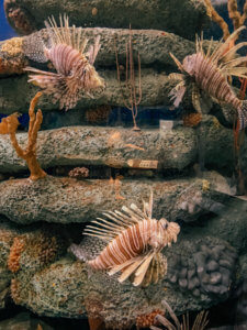 The Ultimate Guide to Charleston, South Carolina - Do as Dreamers Do | The historic, charming town of Charleston is known for its unique architecture, incredible food, rich history, and beauty. #charleston #charlestonsc #charlestonrestaurants #travel guides Charleston South Carolina | Charleston SC | Charleston Travel Guide | Guide to Charleston | Charleston Restaurants | Things to do in Charleston | Where to Stay in Charleston | a weekend in Charleston | south carolina travel | southeast travel 