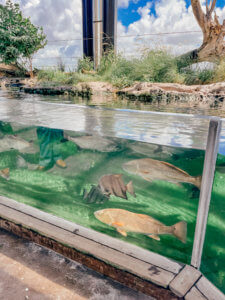 The Ultimate Guide to Charleston, South Carolina - Do as Dreamers Do | The historic, charming town of Charleston is known for its unique architecture, incredible food, rich history, and beauty. #charleston #charlestonsc #charlestonrestaurants #travel guides Charleston South Carolina | Charleston SC | Charleston Travel Guide | Guide to Charleston | Charleston Restaurants | Things to do in Charleston | Where to Stay in Charleston | a weekend in Charleston | south carolina travel | southeast travel 